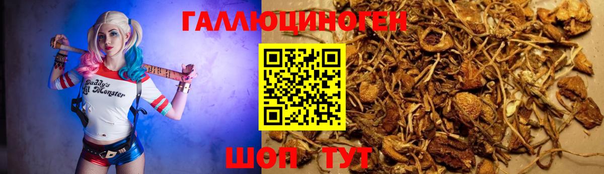 Коркино  Псилоцибиновые грибы GOLDEN TEACHER  Псилоцибиновые грибы мицелий  Вход с VPN 